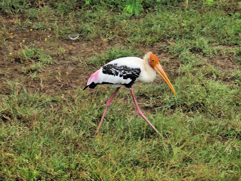 G (49) Painted Stork - Yala NP.JPG